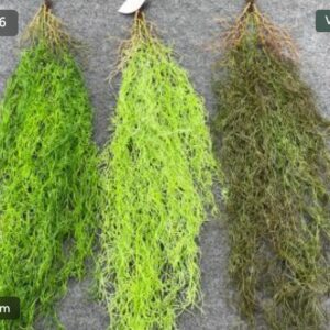 Mű tillandsia függő növény – mű függő növények nagykereskedelme