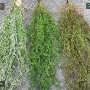 Mű tillandsia függő növény – mű függő növények nagykereskedelme